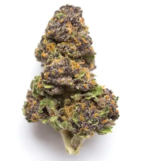 Agent Orange Hybrid Marijuana