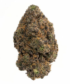 Blue Gushers Cannabis Strain with deep blue and purple buds