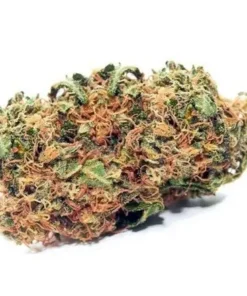 Cheese Hybrid Cannabis Strain with dense frosty buds and unique cheese-like flavor