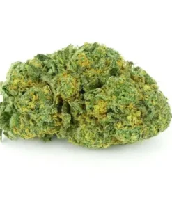 Cherry Pie Hybrid Weed strain with dense buds and vibrant orange hairs