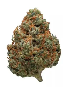 Durban Poison Marijuana Strain - Pure Sativa with Sweet and Earthy Flavor