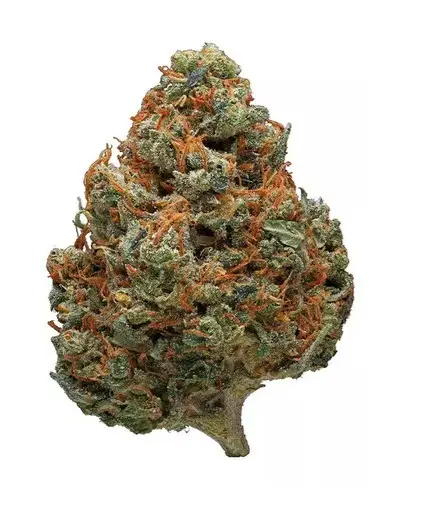 Durban Poison Marijuana Strain - Pure Sativa with Sweet and Earthy Flavor