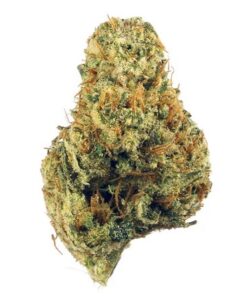 Dutch Treat Hybrid Marijuana strain with sweet and earthy aroma