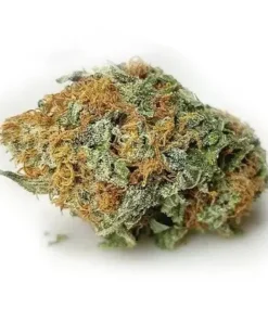 G13 Indica Cannabis Flower with dense buds and rich hues