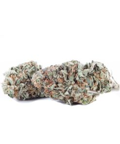 Gelato Hybrid Marijuana Strain with dark purple buds and orange hairs