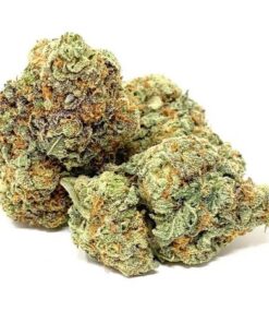 Girl Scout Cookies Hybrid Strain