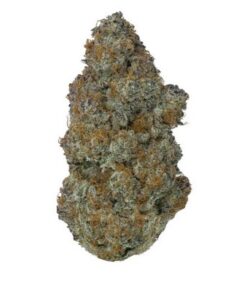 GMO Cookies Cannabis Flower - Hybrid strain with rich flavor