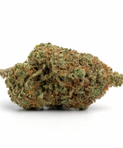 God Bud Cannabis Strain - Premium Indica
