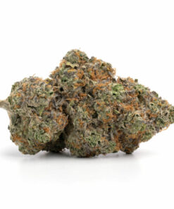 Grand Daddy Purple Cannabis Sunshine-Coast strain with deep purple hues