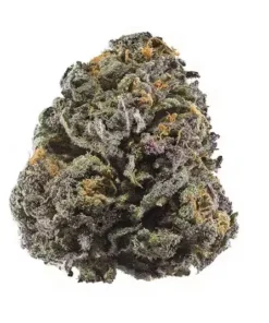 Granddaddy Purple Indica Strain with vibrant purple leaves and dense buds
