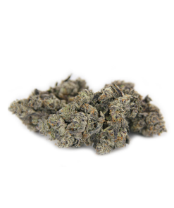Grape Gasoline Indica Weed Strain Darwin - Premium Craft Cannabis