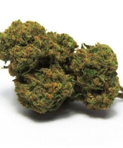 Harlequin Marijuana Flower with rich green hues and orange hairs