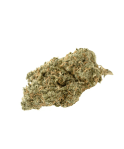 Headband Hybrid Cannabis Strain Armidale with vibrant, resinous buds