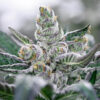 Hybrid Weed Strains Archives