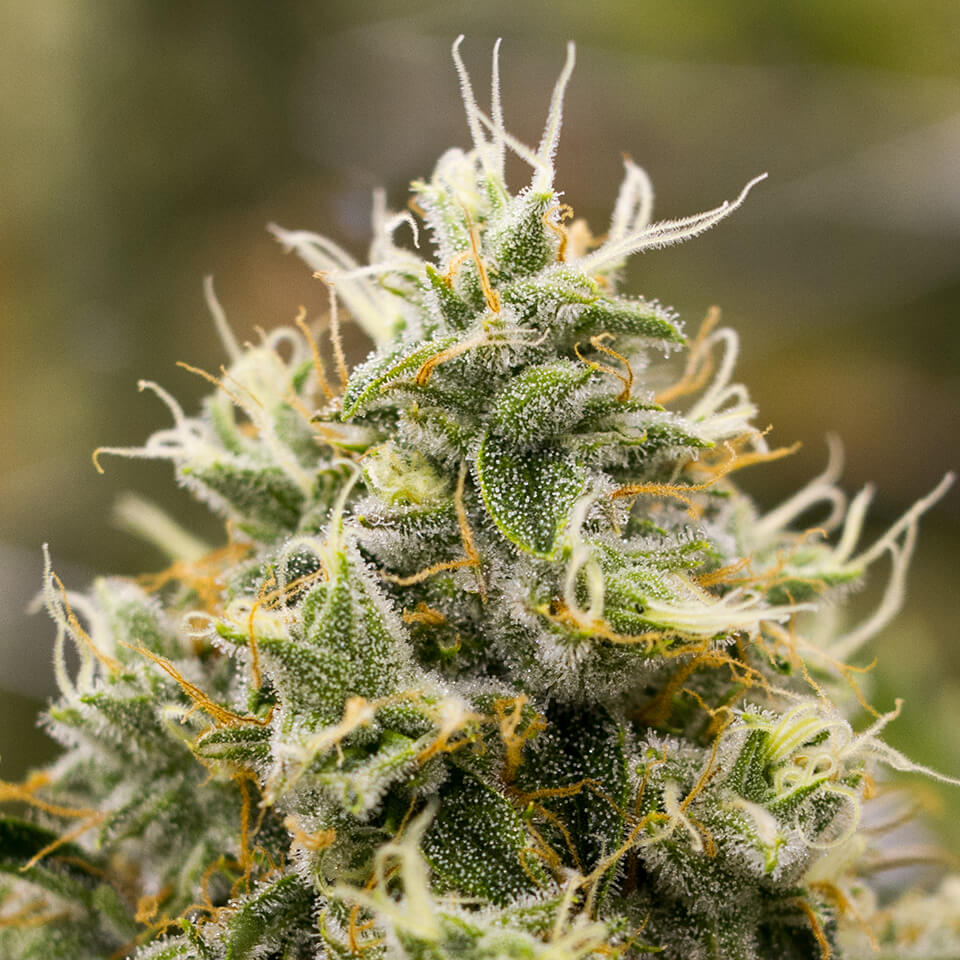 Indica Marijuana Strains Archives