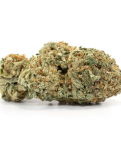 Jack Diesel Marijuana Strain Gold Coast