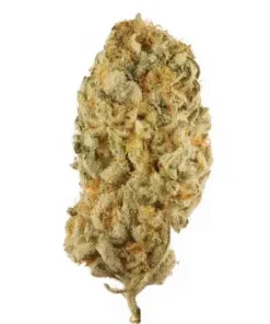Jack Herer Marijuana Strain with vibrant green buds and frosty trichomes
