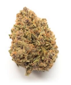 King Louis Indica Marijuana strain with rich flavor profile