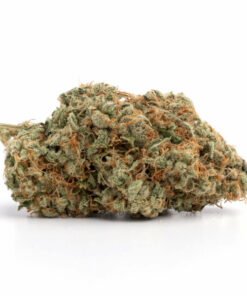 Lemon Meringue Marijuana Strain Armidale