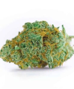 Master Kush Marijuana Strain