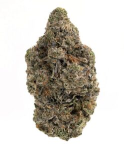 Mike Tyson Cannabis Strain Gold Coast