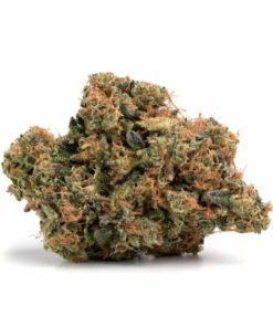 Moby Dick Weed Strain
