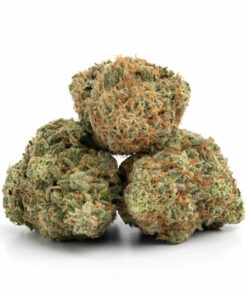 Nuken Weed Strain Darwin - Premium Indica Cannabis