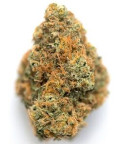 Orange Kush Marijuana strain with vibrant orange hues and dense buds