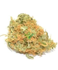 Organic Jack Herer Weed Strain Sunshine Coast