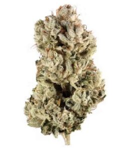 Original Glue Hybrid Weed Strain
