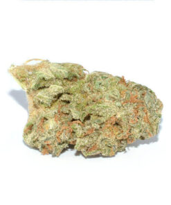 Power Plant Weed Strain from Dutch Passion Seed Company