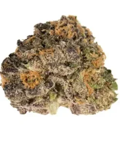 Purple Urkle Cannabis Strain with rich purple coloration