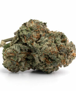 SFV OG Indica Kush Darwin premium indica strain