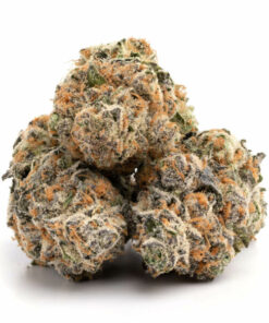 Shishkaberry Marijuana Strain Newcastle with vibrant purple buds