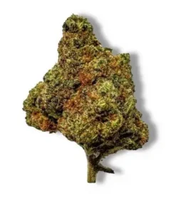 Shop Mango Kush Hybrid Flower