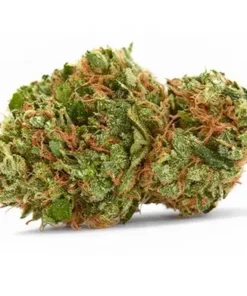 Strawberry Cough Marijuana Strain SA