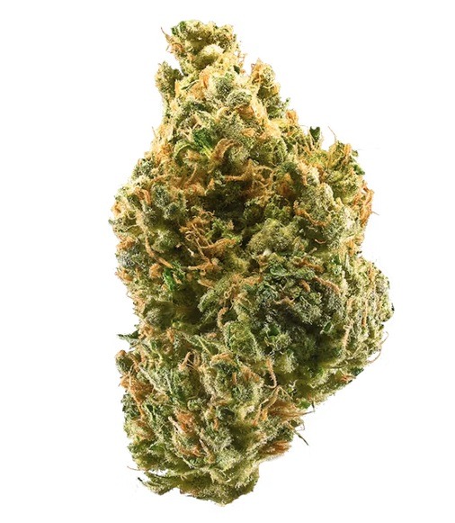 Tangie Marijuana Strain with vibrant orange hairs and frosty trichomes